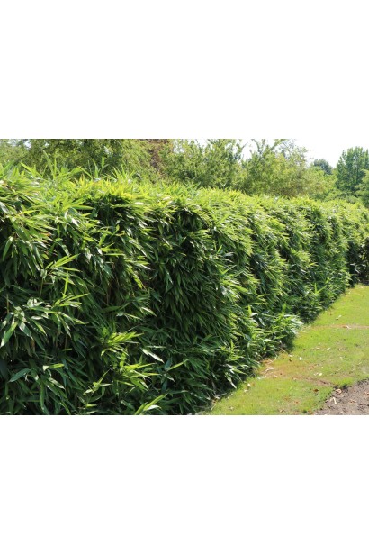 Бамбук Нигра в ландшафте